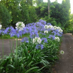 Agapanto – Agapanthus africanus