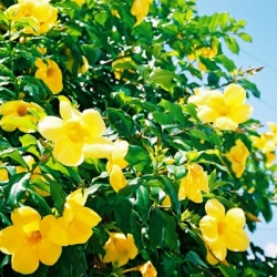 Allamanda cathartica