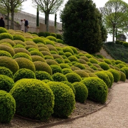 Buxus sempervirens