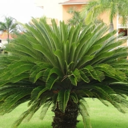 Cycas revoluta