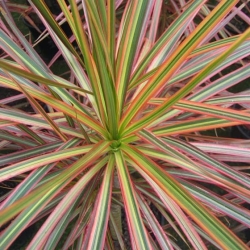 Dracaena marginata Tricolor