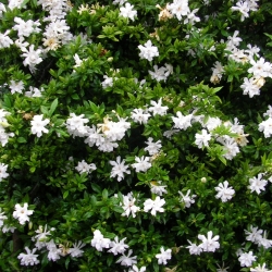 Gardenia jasminoides