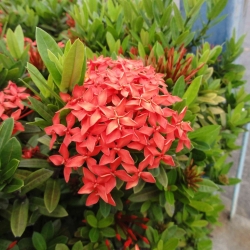 Ixora coccinea