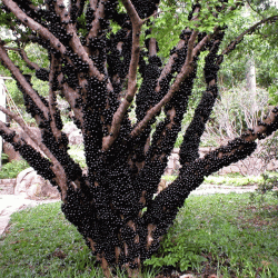 Jabuticaba