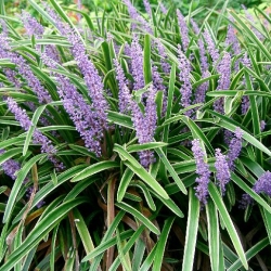 Liríope muscari verde 