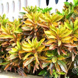 Cróton variegatum